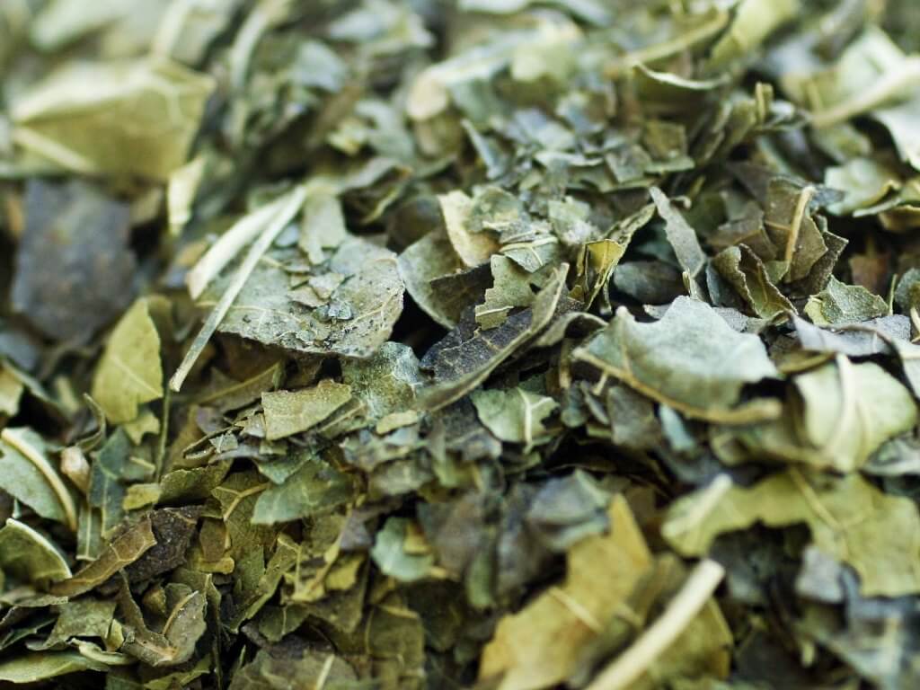 Chá de folhas de Amoreira - Chá de Amora - Chá de Amora Miura - Chá Morus Nigra L.