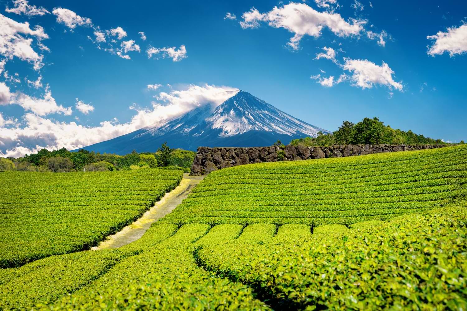 Japanese Tea Culture: the most popular Japanese Teas